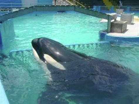 Tribe leads new push to free orca Lolita