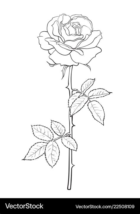 Black and white rose flower with leaves and stem Vector Image