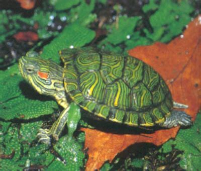 Brazilian tortoise - the small green turtle shell / myLot