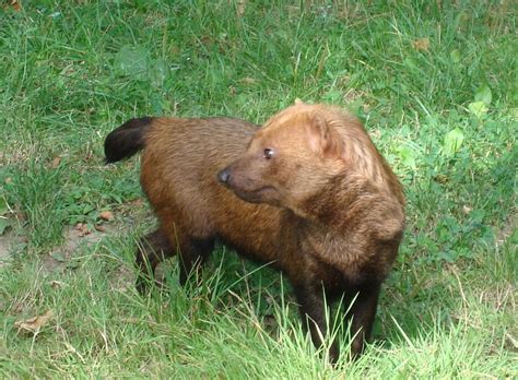 File:Bush dog.JPG - Wikipedia