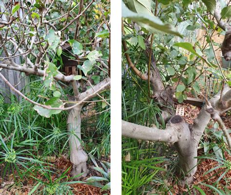 Pruning apple and pear trees – The Veggie Lady