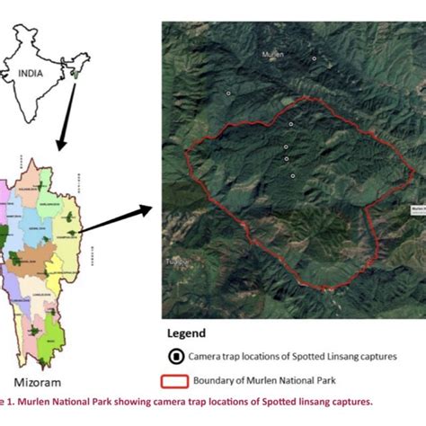 Four individuals of spotted linsang photographed in Murlen National... | Download Scientific Diagram