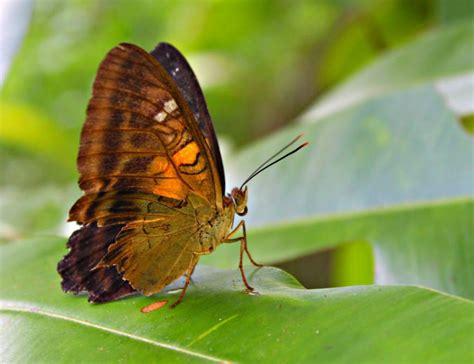 Seram Birding-Wallace | Trek-Papua