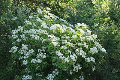 Staying Healthy with Native Plants: Elderberry Shrub – Wild Seed Project