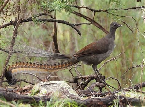 Superb Lyrebird - The Australian Museum