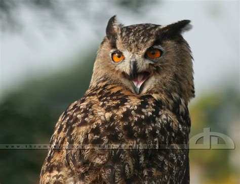 The Laughing Owl by thrumyeye on DeviantArt