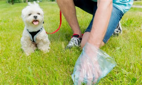 Is leaving dog poo in the street really so bad? The science says it’s ...