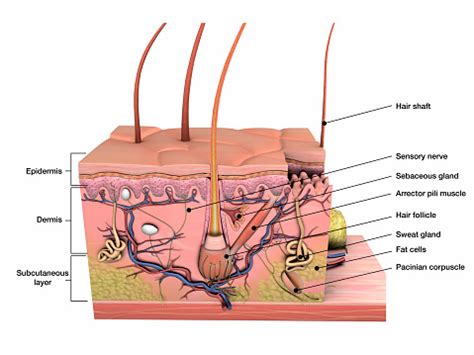 Anatomy Of Human Skin Cross Section View Labeled On White Stock Photo - Download Image Now - iStock