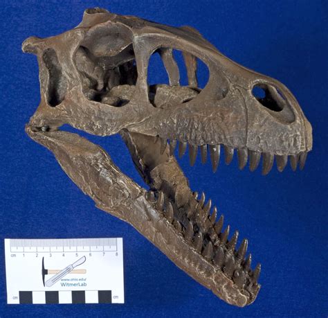 WitmerLab Dinosaur Skull Collection: Dromaeosaurus