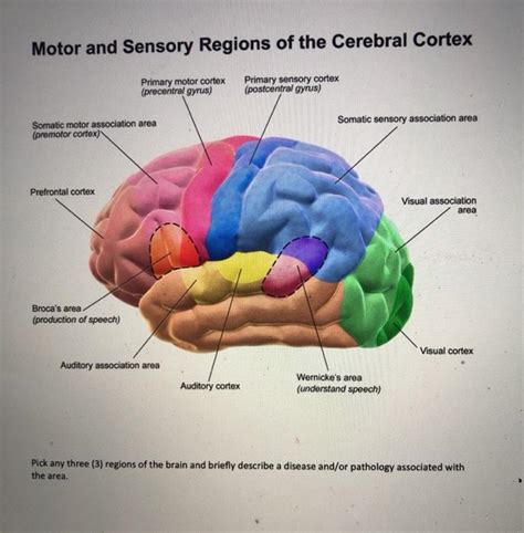 Solved Motor and Sensory Regions of the Cerebral Cortex | Chegg.com