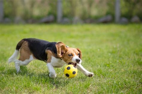 Dog Sees Statue Of Man Kicking Soccer Ball, Waits To Chase After It