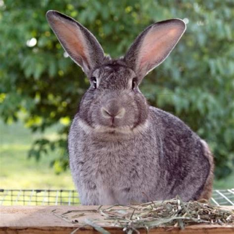 American Chinchilla Rabbit - Breed Info & Top Guide