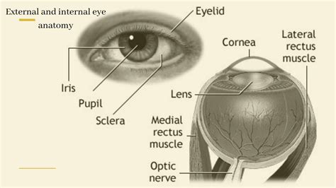 Night blindness Causes, Symptoms, Diagnosis & Treatment | Eyemantra