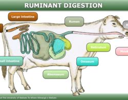 Rumen — Science Learning Hub