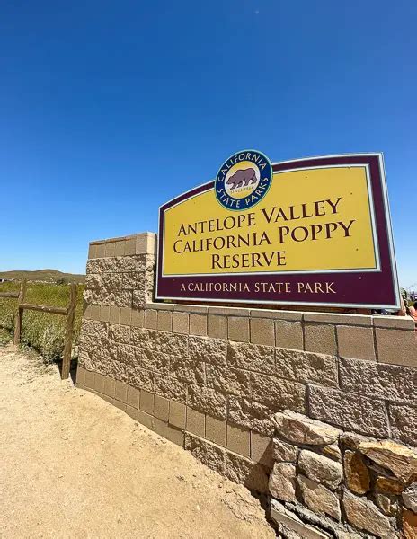 Explore the Beauty of the Antelope Valley Poppy Reserve | Tasty Itinerary