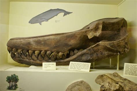 Livyatan (3 to 13mya) Prehistoric whale that was an apex predator with 14 inch teeth. Fossil ...