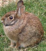 Hares, pikas, and rabbits | Order Lagomorpha facts