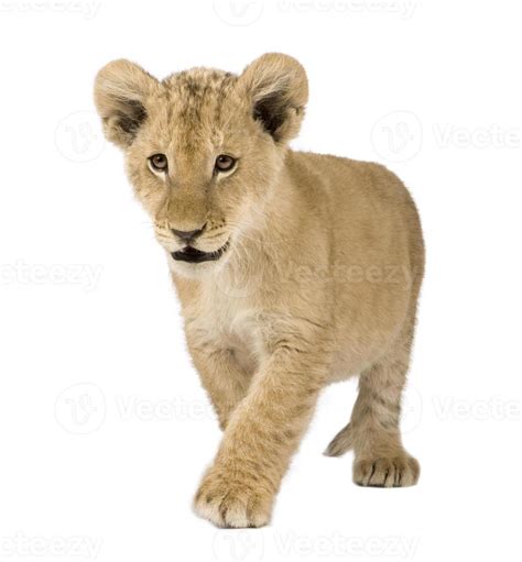 Young lion cub prancing against white background 844484 Stock Photo at ...