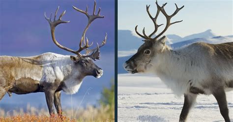 Caribou vs Reindeer Comparison (is there a difference?) - World Deer