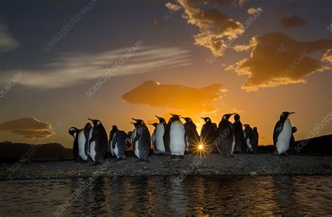 King penguin colony at sunrise - Stock Image - C042/5552 - Science ...