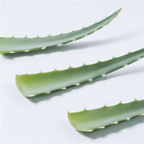 Aloe Barbadensis Leaf Extract G (H) - Moisturizing Ingredients | CTKCLIP