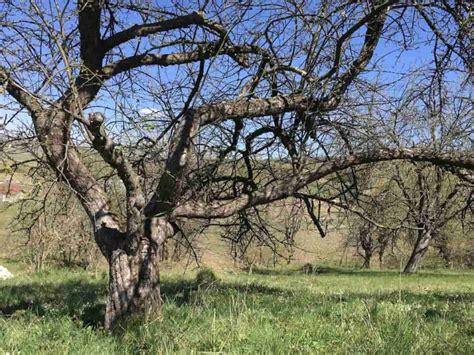 Reviving Your Orchard: A Guide to Pruning Old Apple Trees - Minneopa Orchards