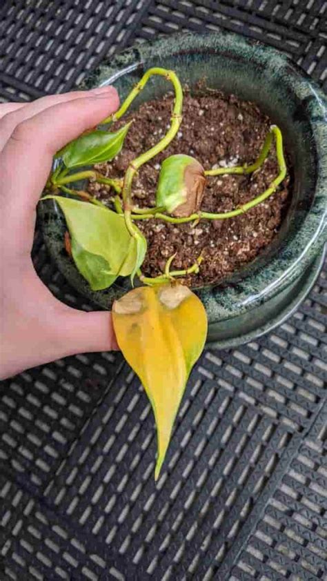 12 Causes of a Philodendron's Yellow Leaves (+ How to Fix It)