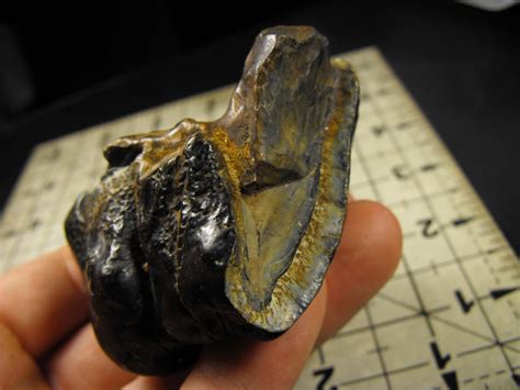 Mystery Fossil Jaw With Two Rows Of Teeth? - Fossil ID - The Fossil Forum