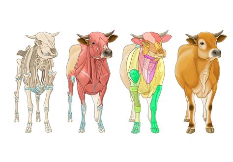 General anatomy of the bull and the cow - Illustrated atlas Cow Skeleton, Bull Cow, Animal ...