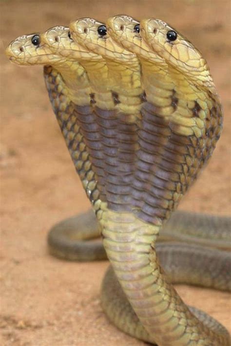 5 Headed King Cobra | creepy crawlers | Pinterest | I am, Heavens and King cobra