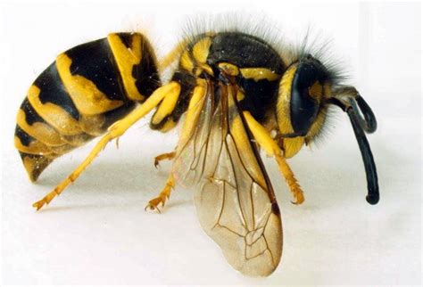 Bee, wasp, hornet and yellow jacket stings and your dog – Welland ...