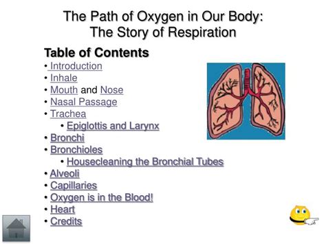 PPT - The Path of Oxygen in Our Body PowerPoint Presentation - ID:4443727