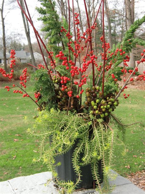 Tips for Winter Pots — Enchanted Gardens