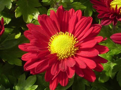 100 RED ROBINSONS DAISY Painted Chrysanthemum Coccineum Pyrethrum ...