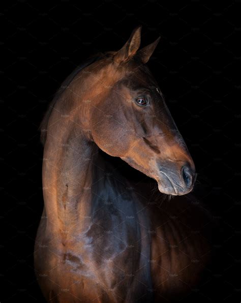 Thoroughbred horse portrait containing thoroughbred, horse, and ...