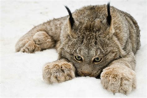 Canada Lynx (Canadian Lynx) - Coniferous Forest