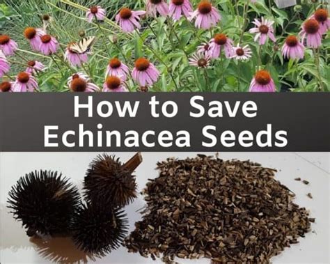 THE Easiest Way to Harvest Echinacea Seeds – GrowIt BuildIT