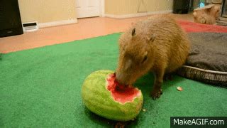 Capybara eating half a watermelon Full Video on Make a GIF