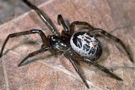 Identifying and Understanding The False Widow Spider UK