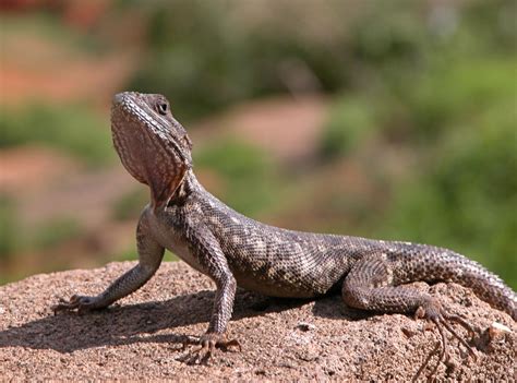 Bone-chilling Facts About the Agama Lizard - Animal Sake