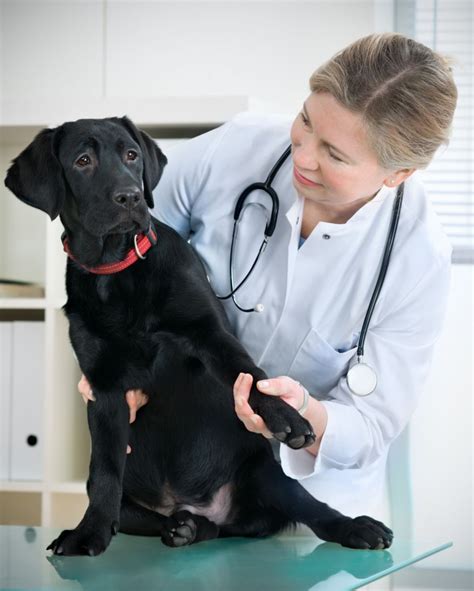 Find the Best Pet Hospital in Alexandria, VA | Article Space