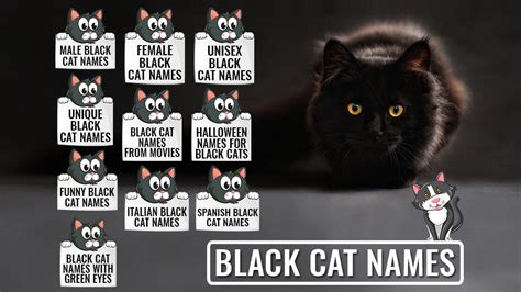 Black Cat Names - 225 Unique And Cool Names - Petmoo