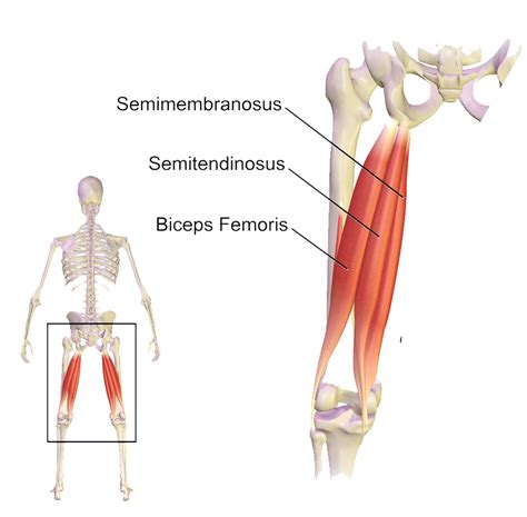 Leg Muscles Diagram Hamstring / GSU Muscles of the hip and thigh Flashcards | Easy Notecards ...