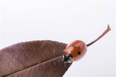 Beautiful red ladybug walking on a dry leaf 14816659 Stock Photo at Vecteezy