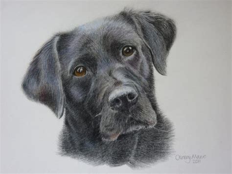 Coloured Pencil | Art of Chrissy Marie | Dog drawing, Color pencil art, Labs art