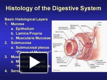 PPT – Histology of the Digestive System PowerPoint presentation | free ...