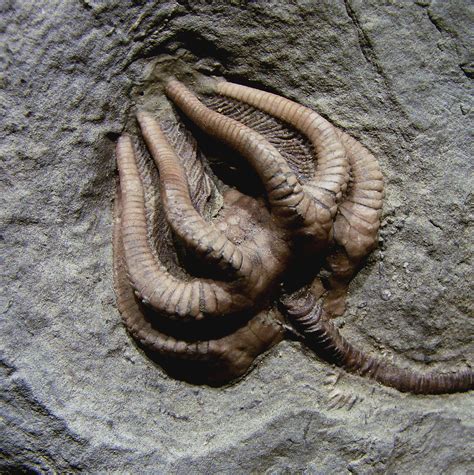 Sessile filter feeders like this crinoid were significantly less ...