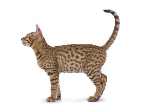 Ocicat Breed Profile - Cat-World