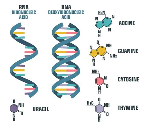 Nucleic Acid