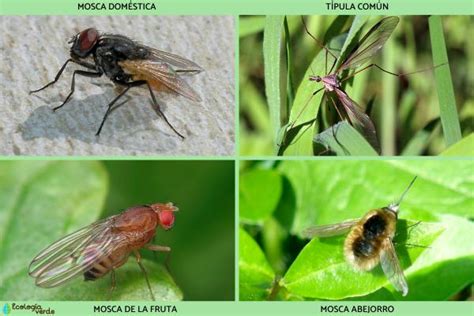 Insectos voladores: tipos y nombres - Con fotos